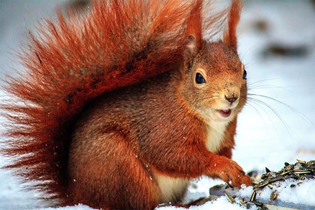 可爱的小松鼠图片-野生动物-百图汇素材网