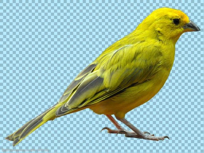 黄绿色小鸟图片免抠png透明图层素材)图片-图行天下图库