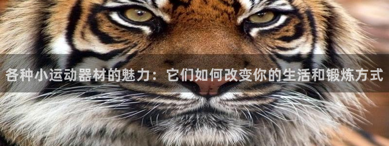 fb体育招商电话号码查询是多少：各种小运动器材的魅力